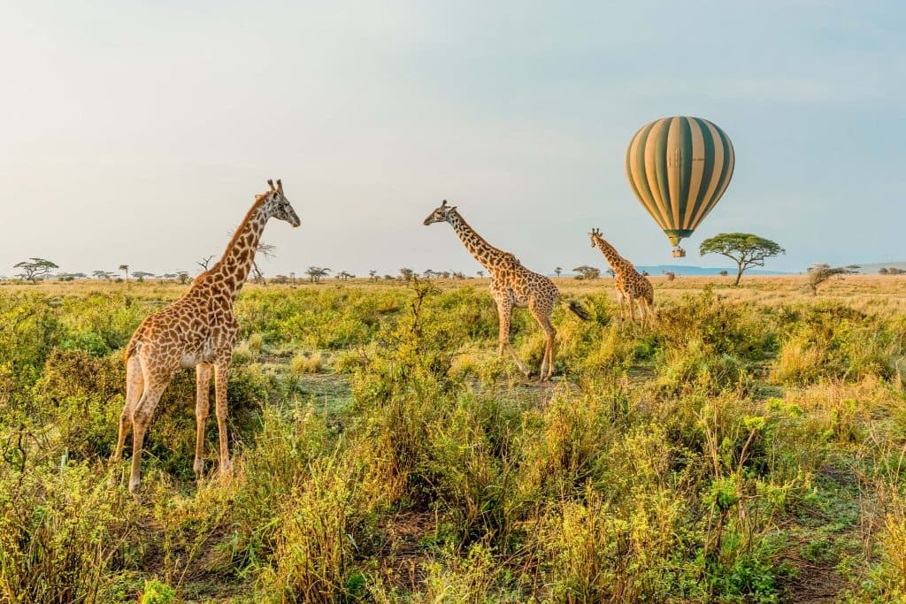 Travel Guide to Tanzania: Exploring the Heart of Africa